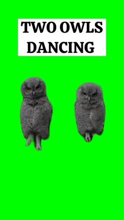 TWO OWLS DANCING