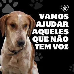 Ajude os animais