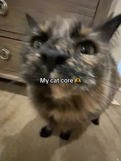 My Cat Core