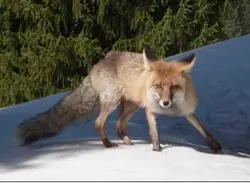 Red fox memories