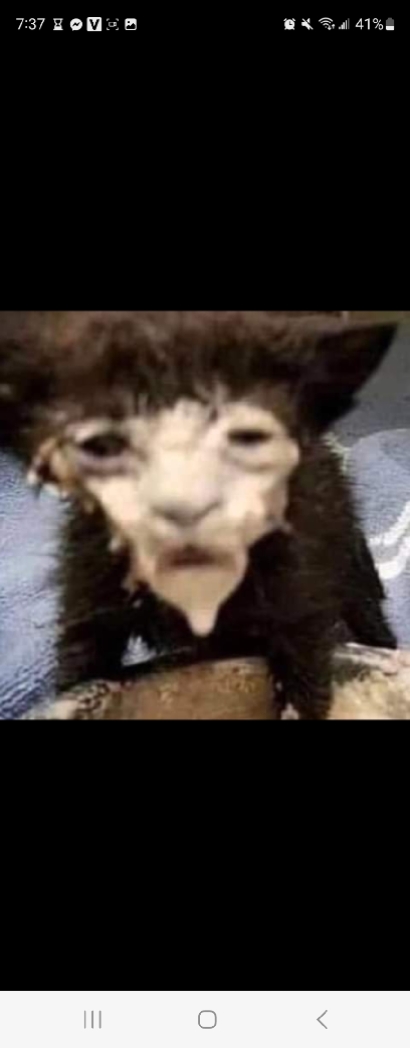 cat