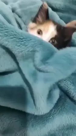 frio pra banho- meme