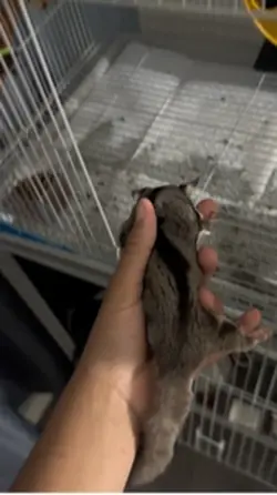 My sugar glider