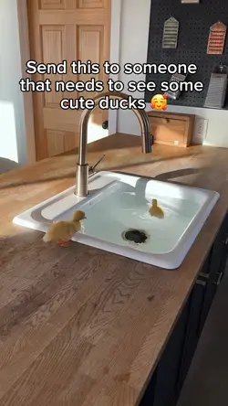 Baby ducks
