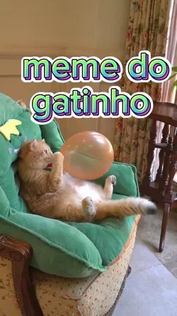 gatinho lindo 