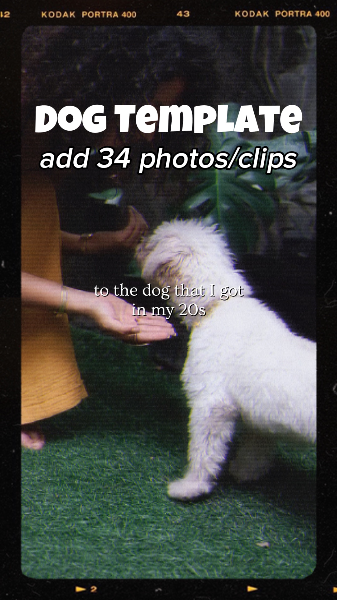 chien que j'ai dans la vingtaine