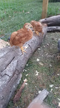 My new chickens