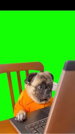 Studying pug 