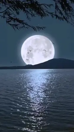 Música/Video
