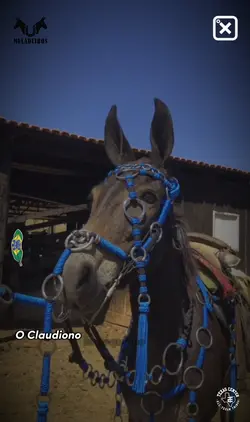Burro Soberbo