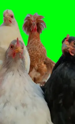 jammin chickens