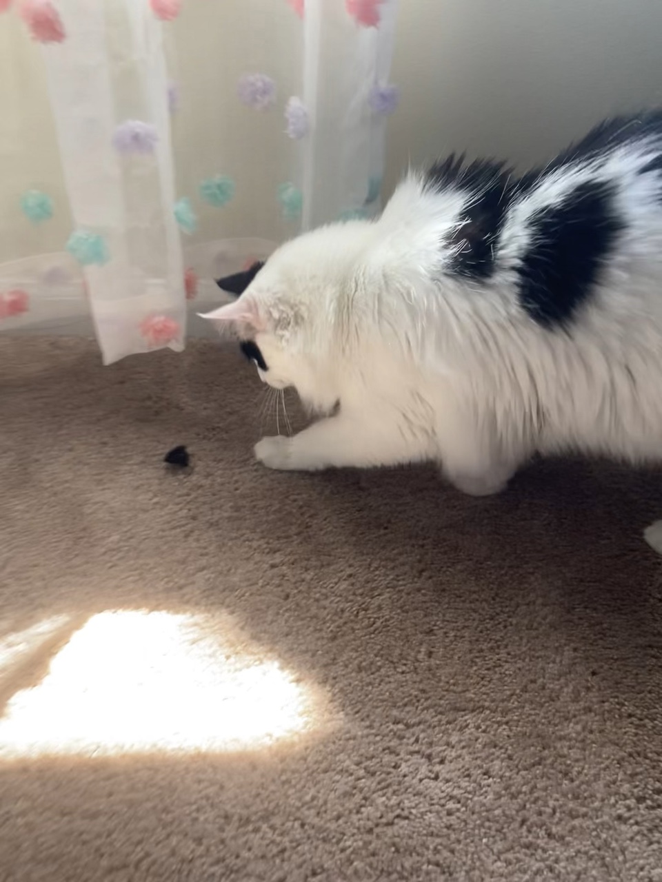 ✨un chat nommé Cosmo ✨