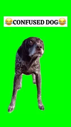 CONFUSED DOG meme
