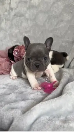French Bulldogs 