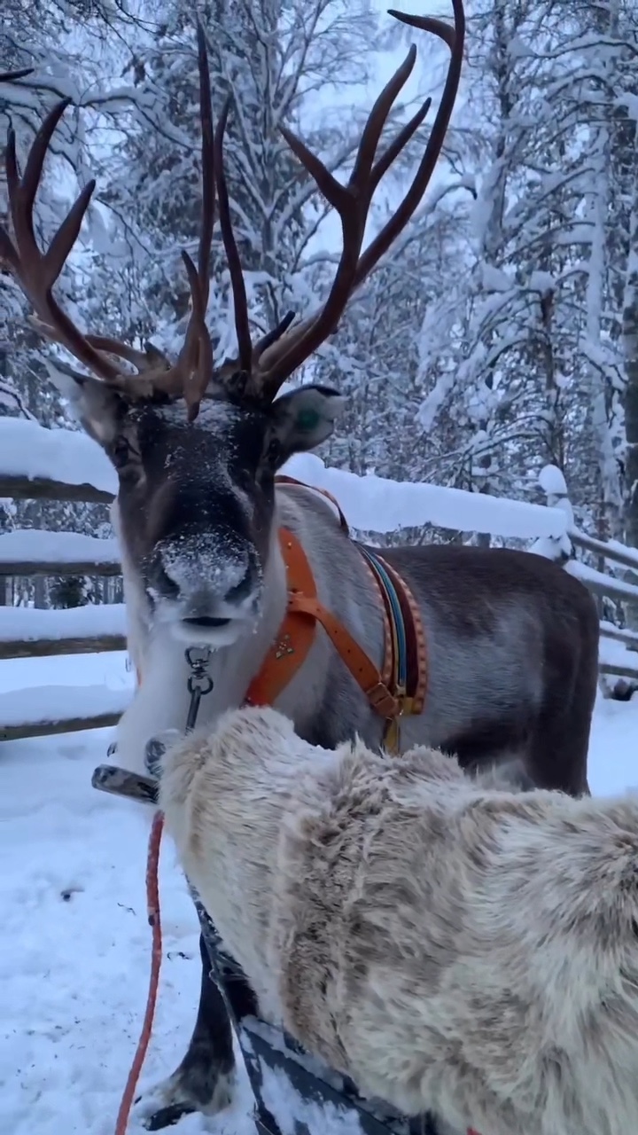 Christmas vlog 
