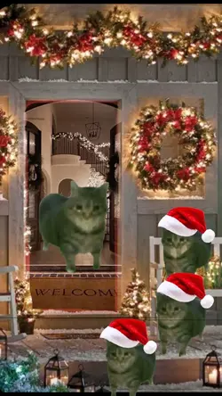 Christmas kitty 🐱🎄✨