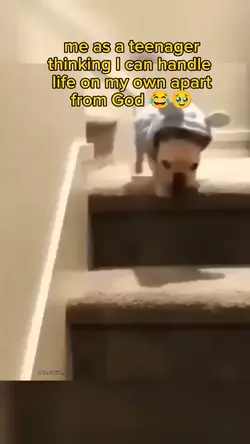 Funny animal templat