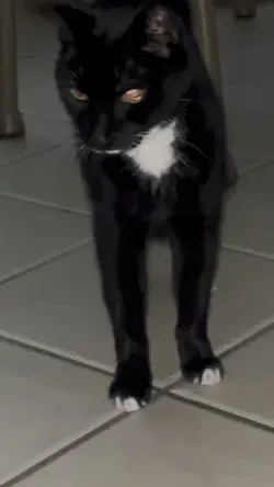 War for my cats 