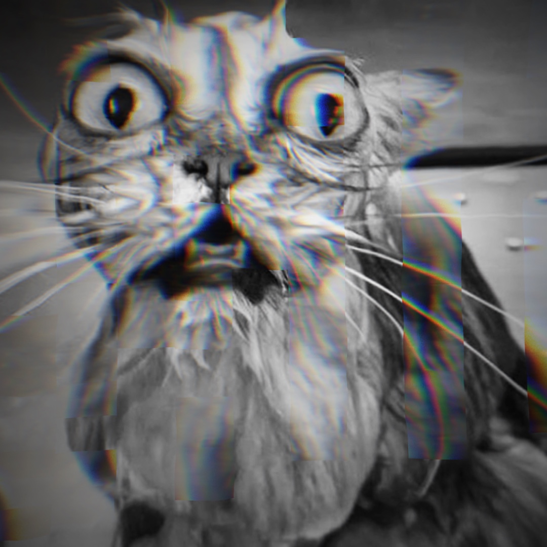 Neue Katzen bearbeiten 🐱🐈