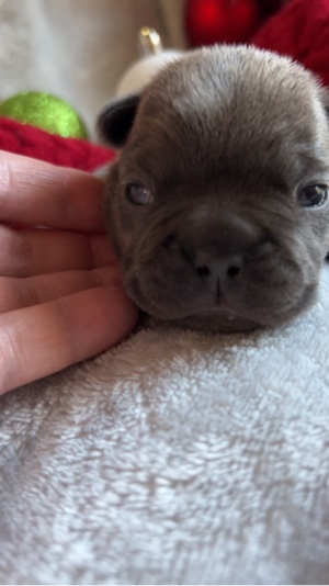 Chiot bouledogue français