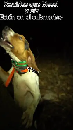 Perro gritando