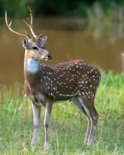 DEER HUNTING🦌😻