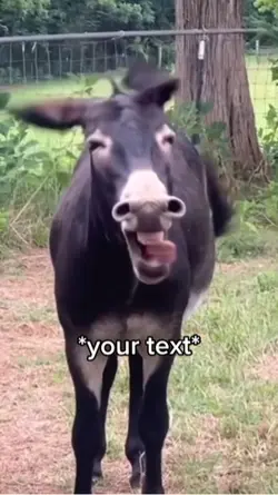 Laughing donkey