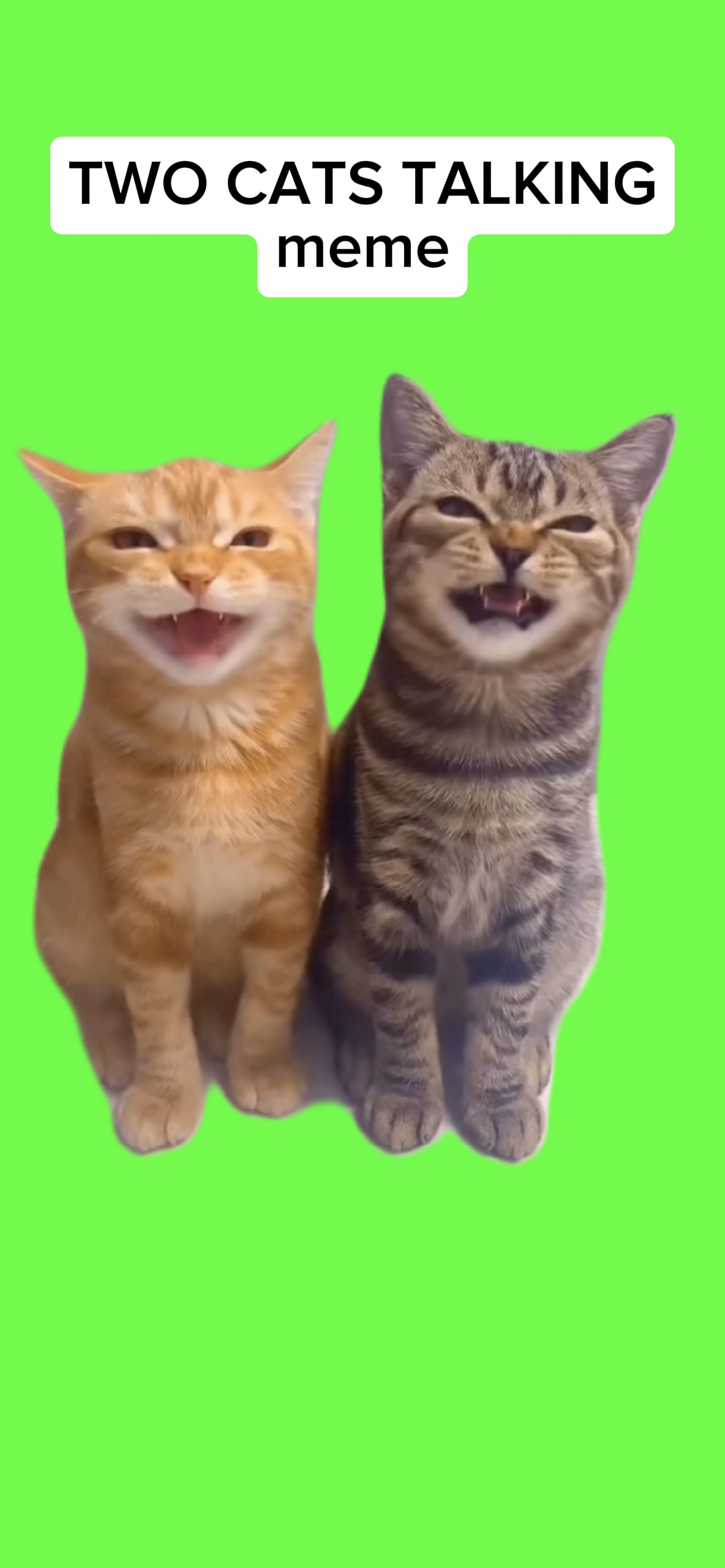 TWO CATS TALKING - video template by CapCut