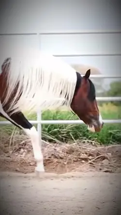 Paint Stallions 😍😝