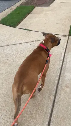 walking my neighbors