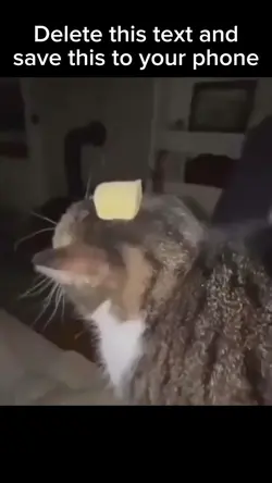 Butter cat
