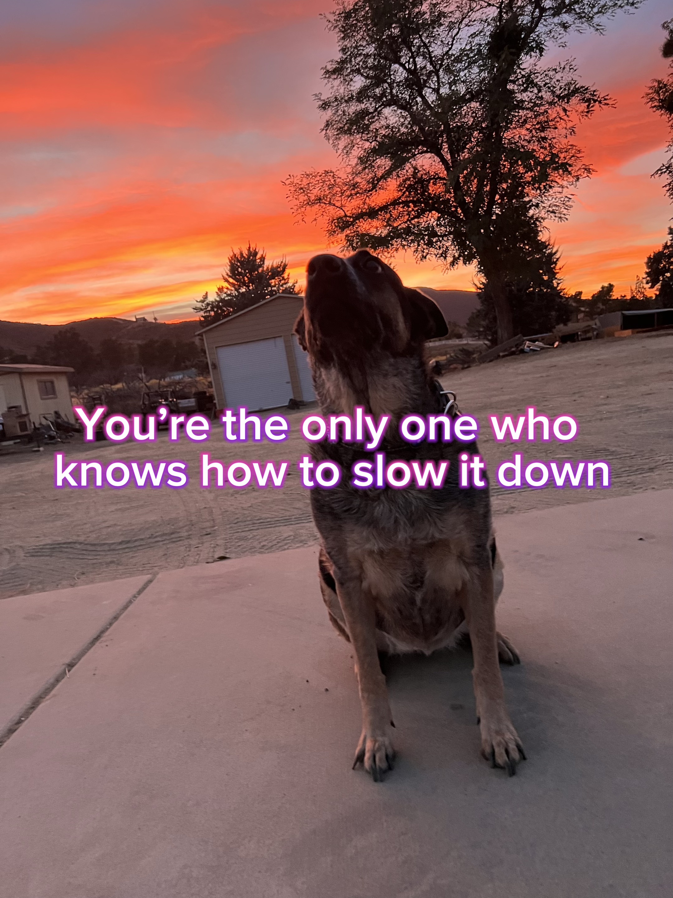 🐶