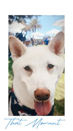 simple one clip vlog