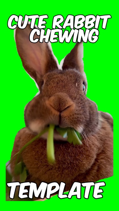 Cute rabbit chewing 