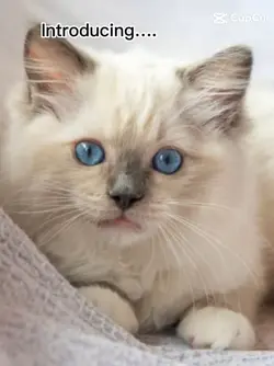 50 followers lets go