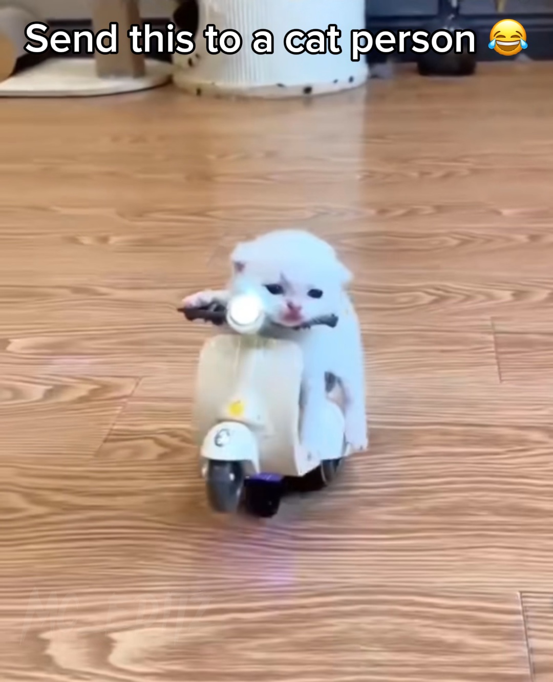 Cat Tricks 