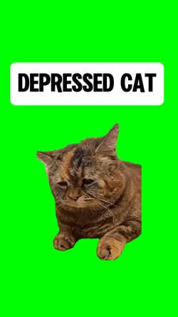 DEPRESSED CAT