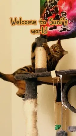 SUNI SUNSHINE 🌞🐱