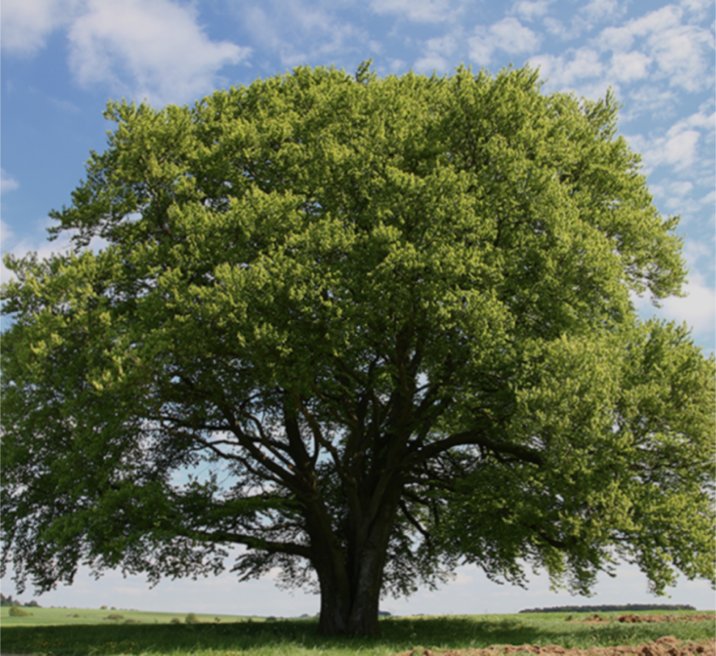 ÁRBOL