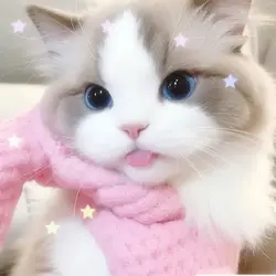 Rag doll cats X3