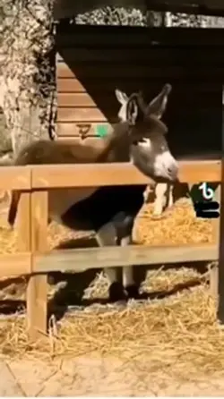 Meme burro