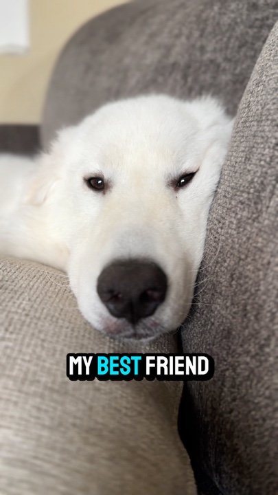 My Best Friend 