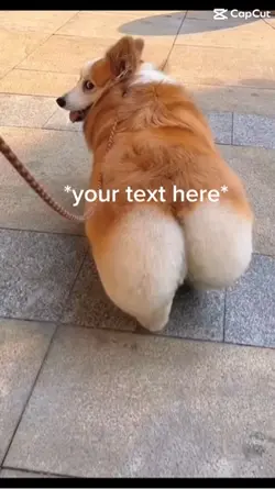 Big booty dog