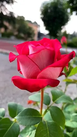 Passion red rose
