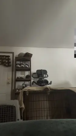 The dog was payed