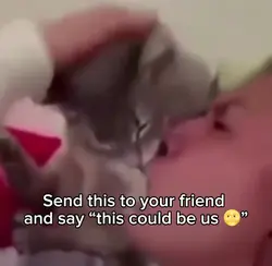 Cat kiss meme