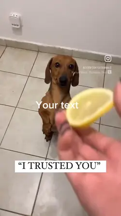 Dog gets betrayed 