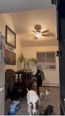 Fake mouse prank 