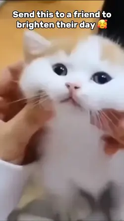 Cute Cats Meme