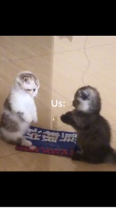 Kucing berkelahi🥰